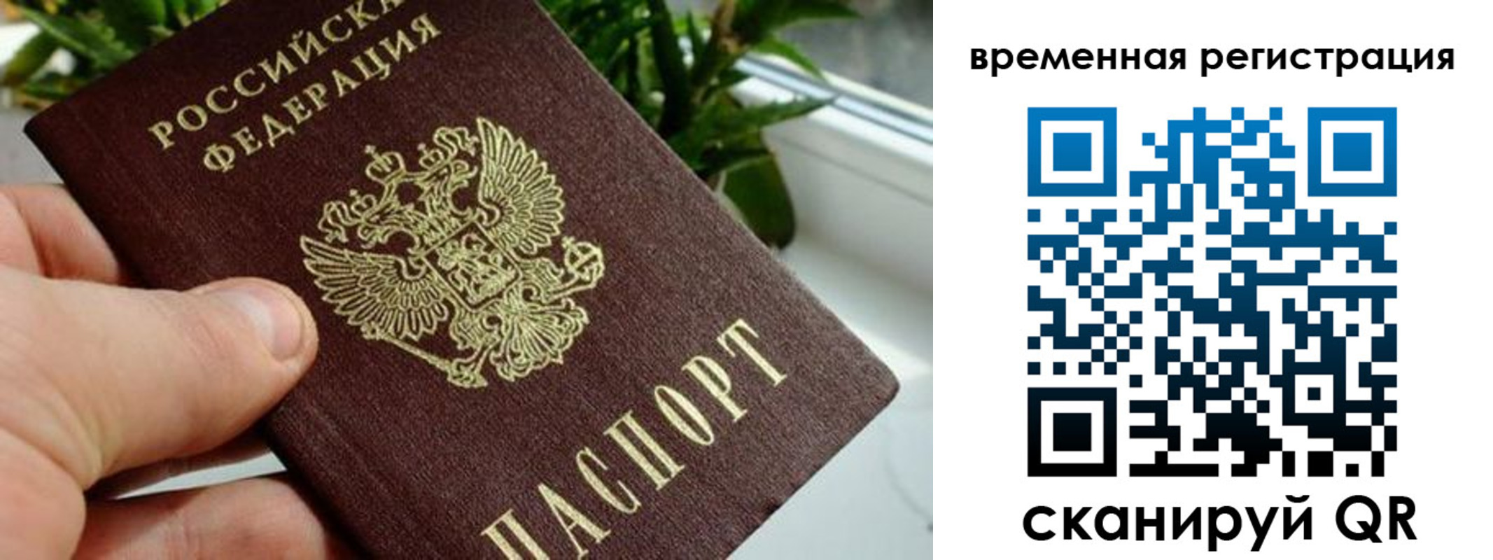 прописка поиск в Электрогорске